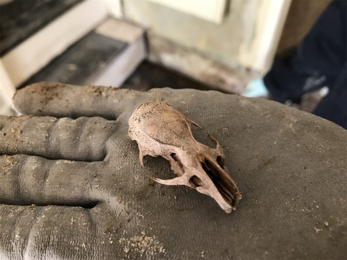 MouseSkull